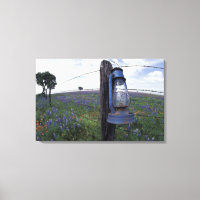 N.A., USA, Texas, Llano, Blå Lantern, Ek