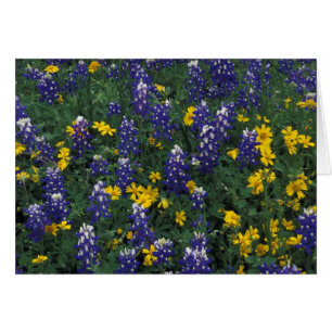 N.A, USA, Texas, Marble Falls, Blå bonetter Hälsningskort