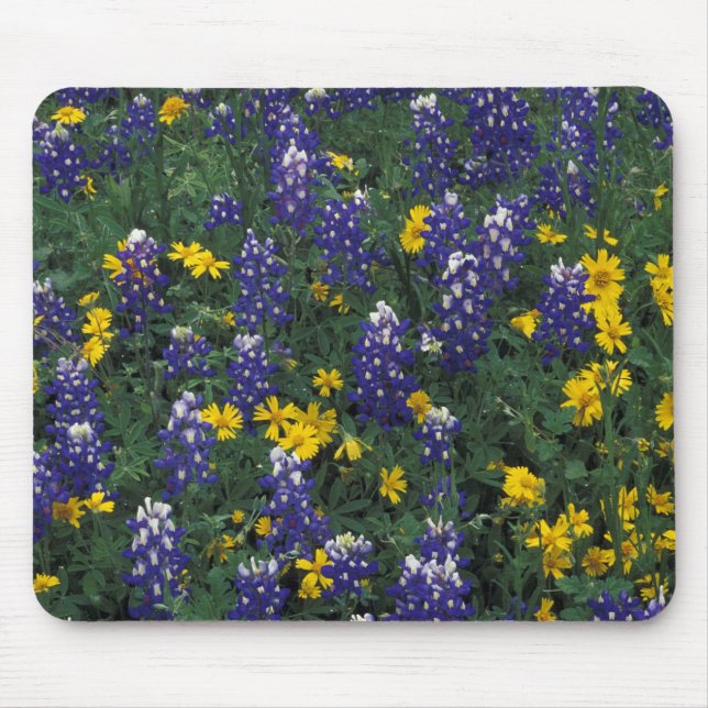 N.A, USA, Texas, Marble Falls, Blå Bonnets Musmatta (Framsidan)