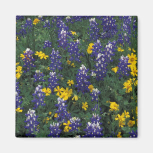 N.A, USA, Texas, Marble Falls, Blå Bonnetter Magnet