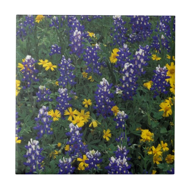 N.A., USA, Texas, Marble Falls, Blue Bonnets Kakelplatta (Framsidan)
