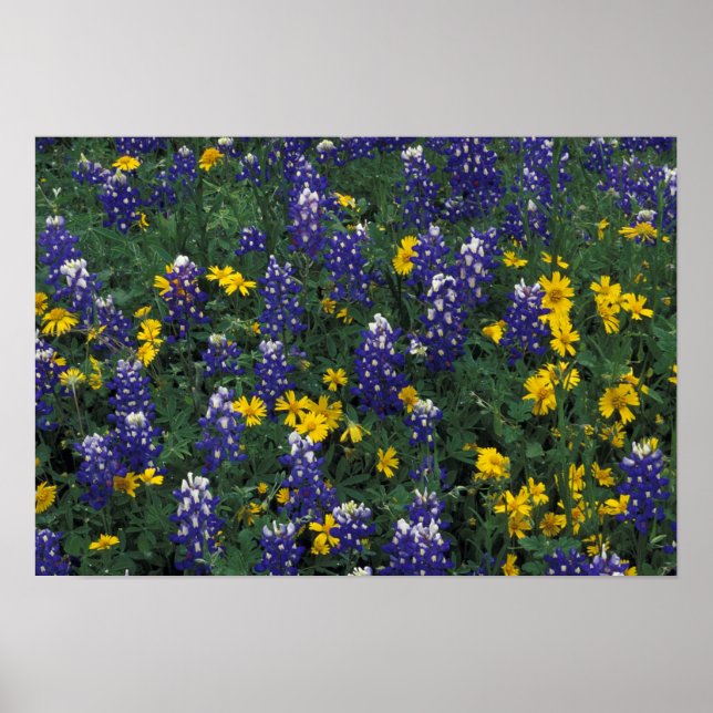 N.A., USA, Texas, Marble Falls, Blue Bonnets Poster (Framsidan)