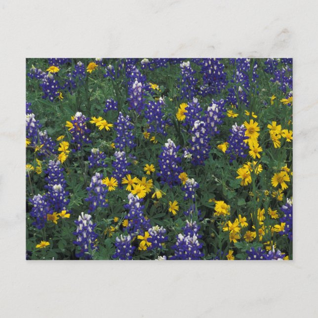 N.A., USA, Texas, Marble Falls, Blue Bonnets Vykort (Framsida)