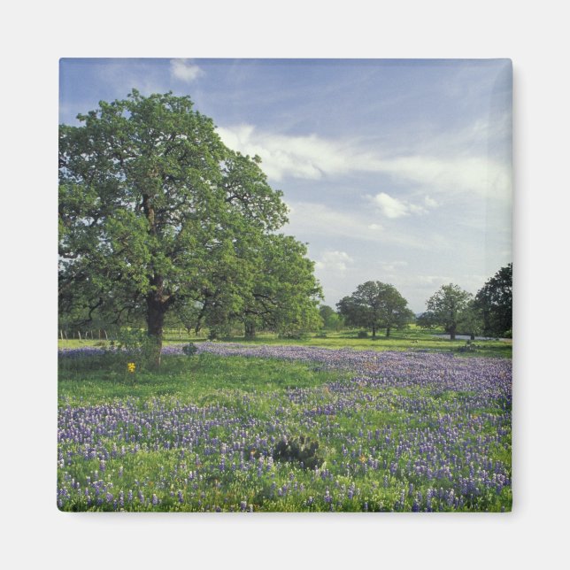 N.A., USA, Texas, Sjö Buchanan, Oaks och Blue Magnet (Framsidan)