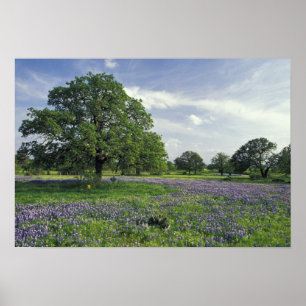 N.A., USA, Texas, Sjö Buchanan, Oaks och Blue Poster