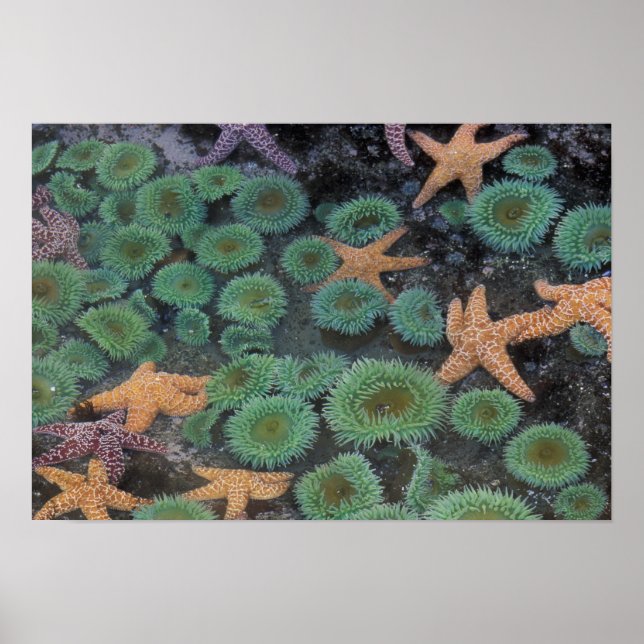 N.A., USA, Washington, Olympic National Park, 2 Poster (Framsidan)