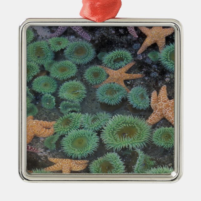 N.A., USA, Washington, Olympic National Park Julgransprydnad Metall (Framsidan)