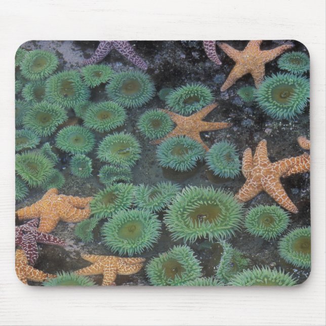 N.A., USA, Washington, Olympic National Park Musmatta (Framsidan)