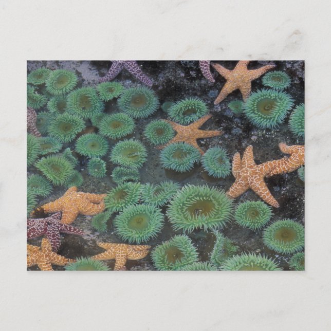 N.A., USA, Washington, Olympic National Park Vykort (Framsida)