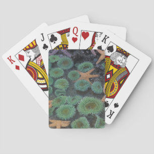 N.A., USA, Washington, Olympic nationalpark Casinokort