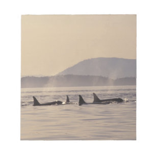 N.A., USA, Washington, San Juan Islands Orca Anteckningsblock