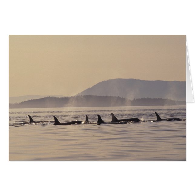 N.A., USA, Washington, San Juan Islands Orca Hälsningskort (Framsidan Horizontal)