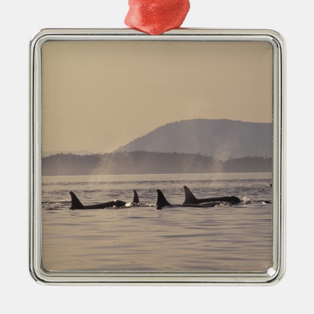 N.A., USA, Washington, San Juan Islands Orca Julgransprydnad Metall (Framsidan)