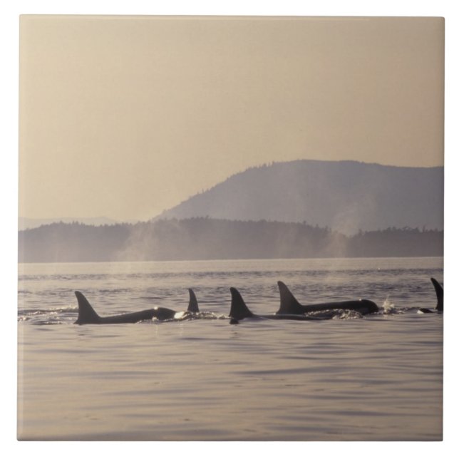 N.A., USA, Washington, San Juan Islands Orca Kakelplatta (Framsidan)