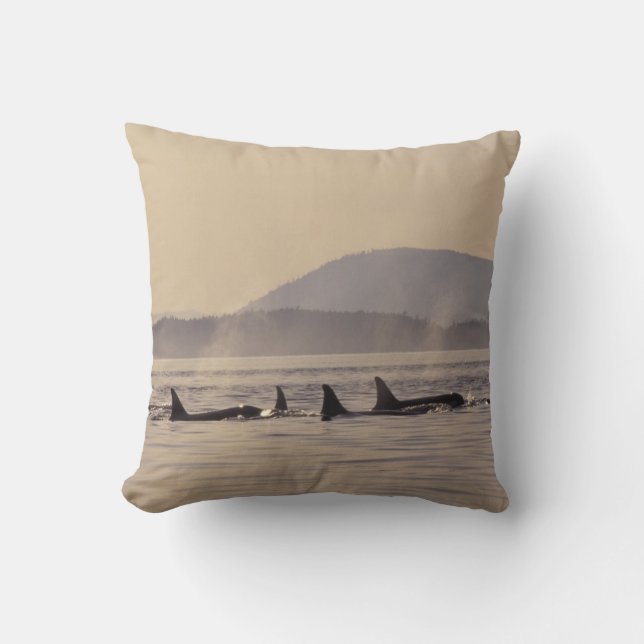 N.A., USA, Washington, San Juan Islands Orca Kudde (Framsida)