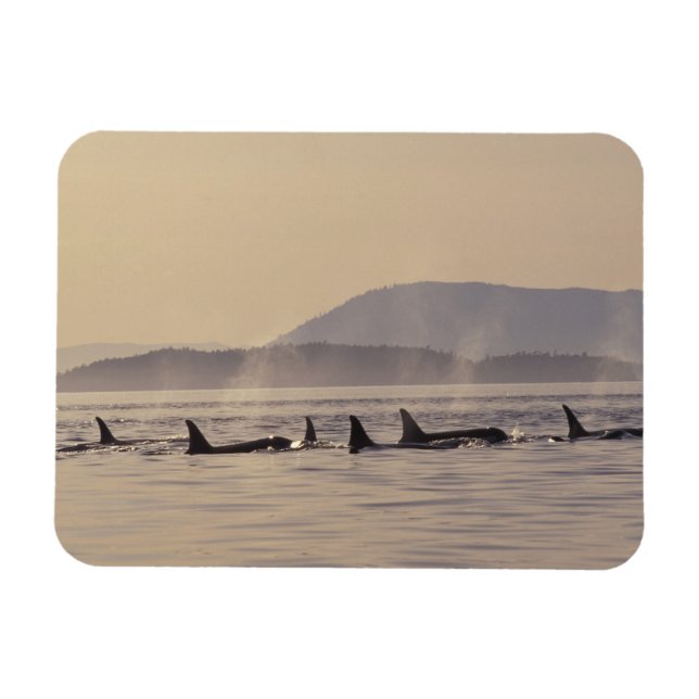 N.A., USA, Washington, San Juan Islands Orca Magnet (Horisontell)
