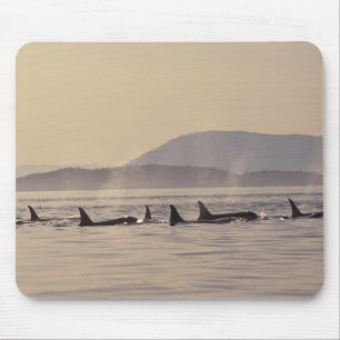 N.A., USA, Washington, San Juan Islands Orca Musmatta