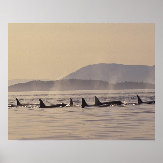 N.A., USA, Washington, San Juan Islands Orca Poster (Framsidan)