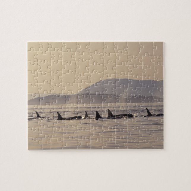 N.A., USA, Washington, San Juan Islands Orca Pussel (Horisontell)