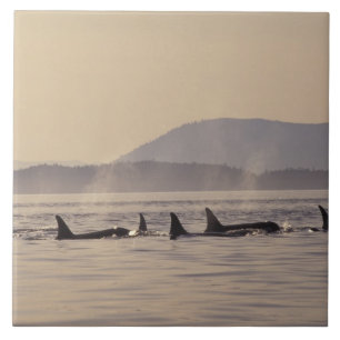 N.A., USA, Washington, San Juan-öarna Orca Kakelplatta