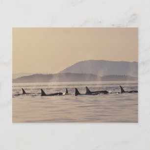 N.A. USA, Washington, San Juan öOrca Vykort