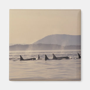N.A., USA, Washington, San Juanöarna Späckhuggare Magnet
