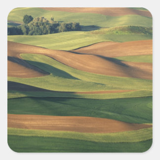 N.A., USA, Washington, Whitman County. Fyrkantigt Klistermärke