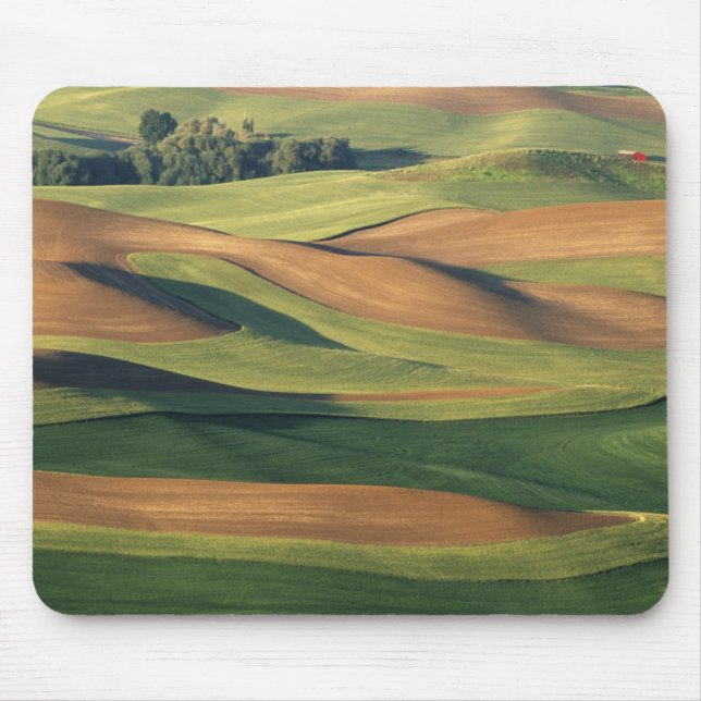 N.A., USA, Washington, Whitman County. Musmatta (Framsidan)