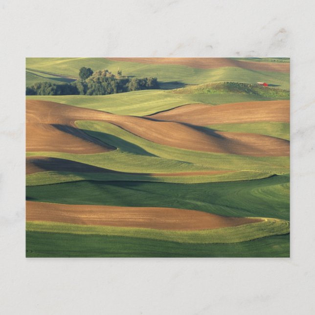 N.A., USA, Washington, Whitman County. Vykort (Framsida)