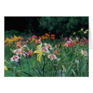 Nå en höjdpunkt glöd - Daylilies Hälsningskort