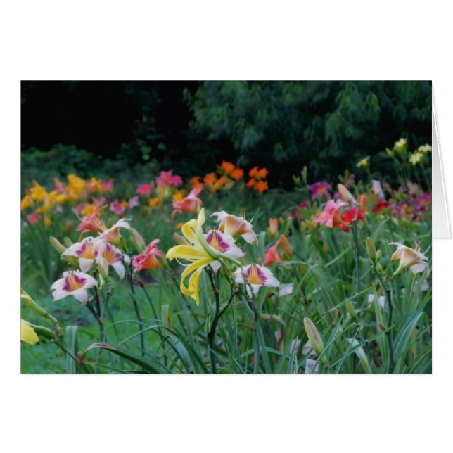 Nå en höjdpunkt glöd - Daylilies Hälsningskort (Framsidan Horizontal)