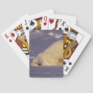 NA, Kanada, Manitoba, Churchill, Isbjörn Casinokort