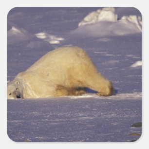 NA, Kanada, Manitoba, Churchill, Isbjörn Fyrkantigt Klistermärke