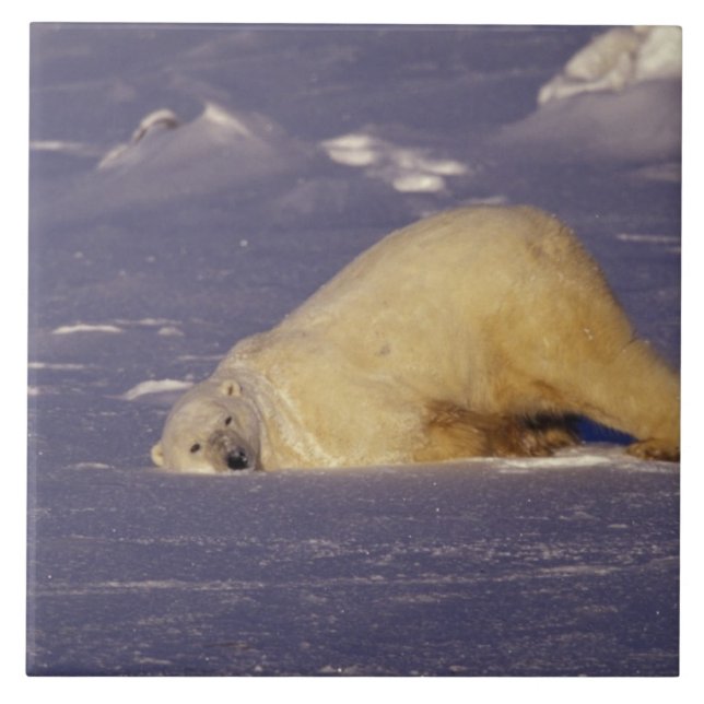 NA, Kanada, Manitoba, Churchill, Isbjörn Kakelplatta (Framsidan)