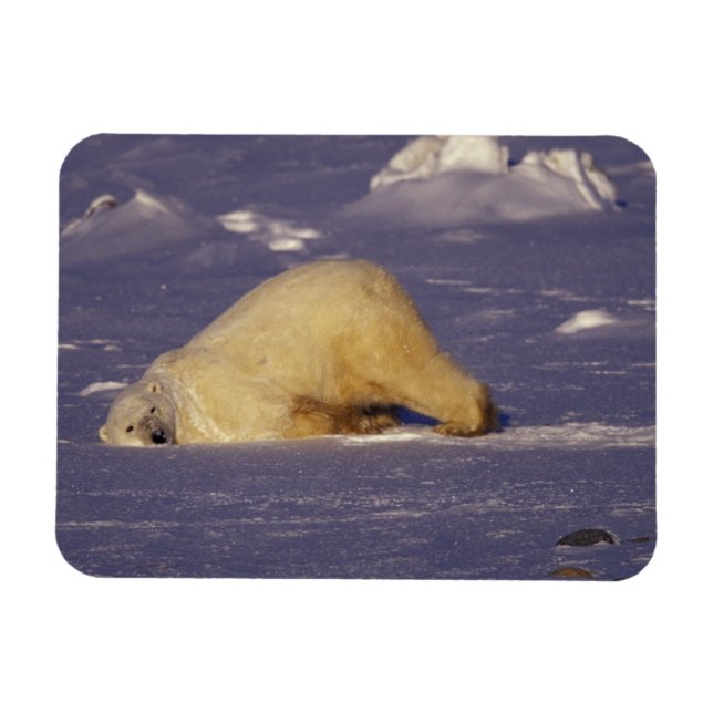 NA, Kanada, Manitoba, Churchill, Isbjörn Magnet (Horisontell)