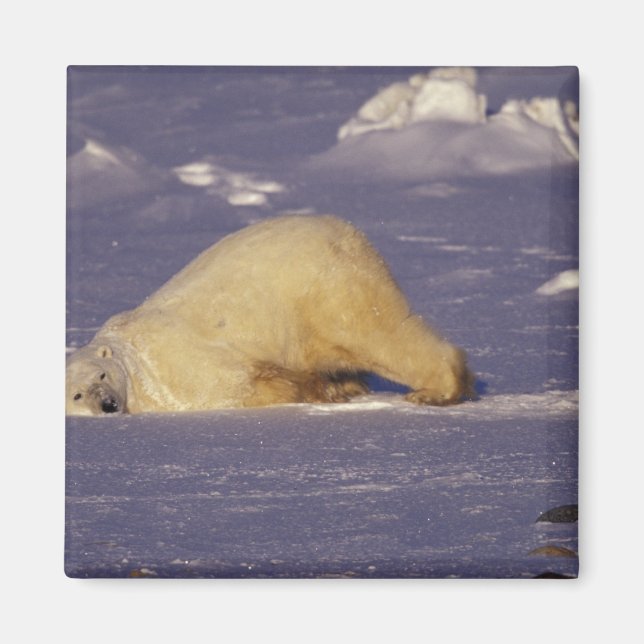 NA, Kanada, Manitoba, Churchill, Isbjörn Magnet (Framsidan)