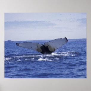NA, Kanada, Newfoundland, Trinity Bay. Humpback Poster