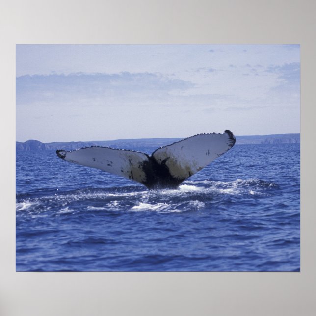 NA, Kanada, Newfoundland, Trinity Bay. Humpback Poster (Framsidan)