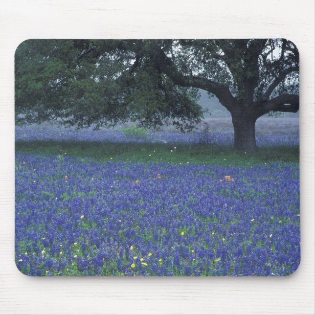 NA, Texas, Devine, Ek och blåboniter Musmatta (Framsidan)