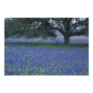 NA, Texas, Devine, Ek och blåbonnier Fototryck