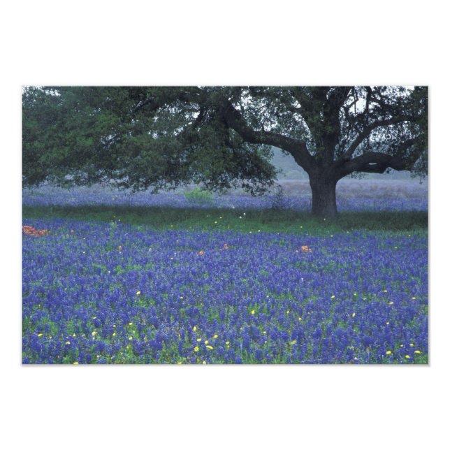 NA, Texas, Devine, Oak och Blue Bonnets Fototryck (Framsidan)