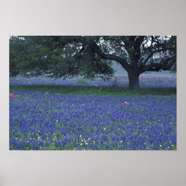 NA, Texas, Devine, Oak och Blue Bonnets Poster (Framsidan)