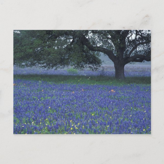 NA, Texas, Devine, Oak och blue bonnets Vykort (Framsida)