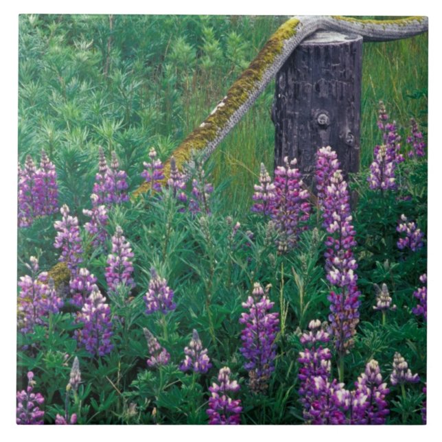 NA, USA, Alaska, Aleuterna, Unalaska, Kakelplatta (Framsidan)