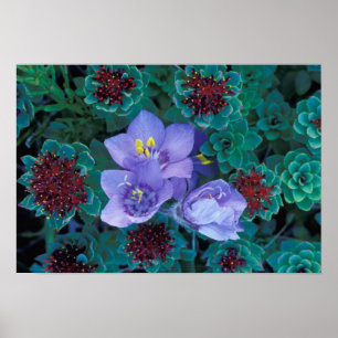 NA, USA, Alaska, Aleuterna, Vilda blommor Poster