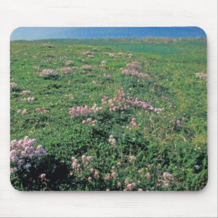 NA, USA, Alaska, Aleutian Island, Scenic med Musmatta