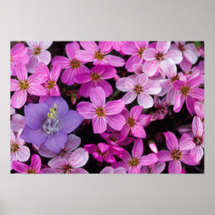NA, USA, Alaska, Aleutianöarna, Vilda blommor Poster