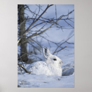 NA, USA, Alaska. Arktiskt nationellt vildliv Poster