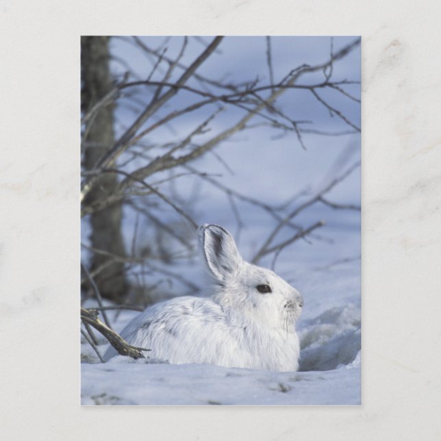 NA, USA, Alaska. Arktiskt nationellt vildliv Vykort (Framsida)