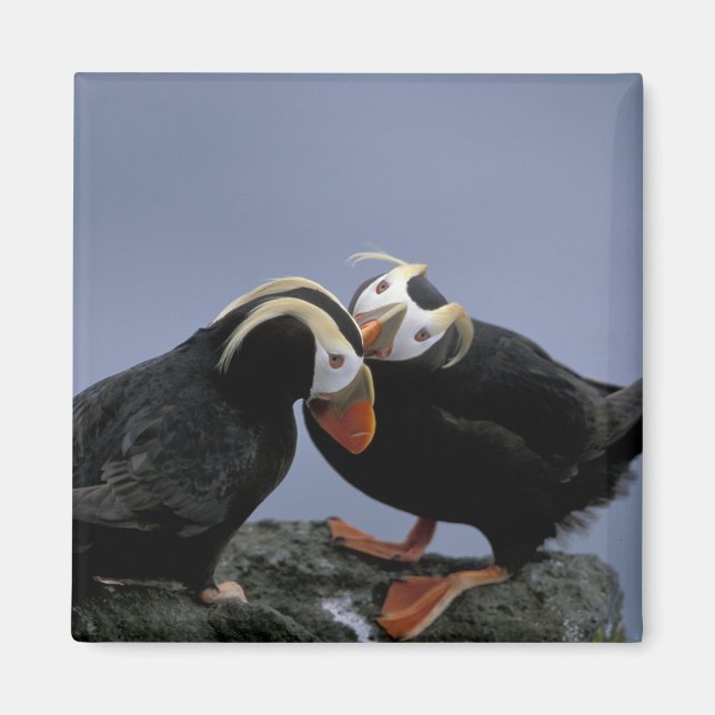 NA, USA, Alaska, Bering Sea, Pribilofs. Tuftad Magnet (Framsidan)